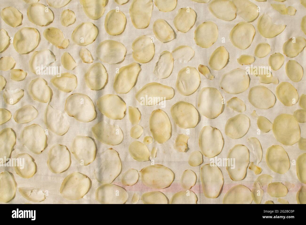 Kartoffelscheiben werden auf dem Tuch zur Trocknung im Sonnenlicht verteilt. Stockfoto