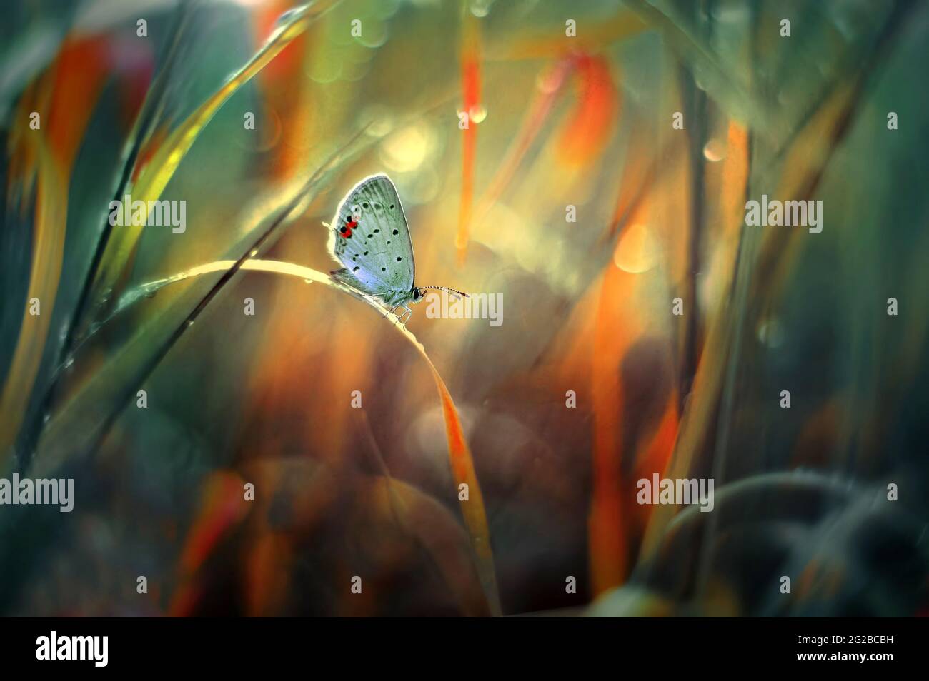 Schmetterling- Polyommatus icarus- EINE malerische Komposition zwischen den Gräsern Stockfoto