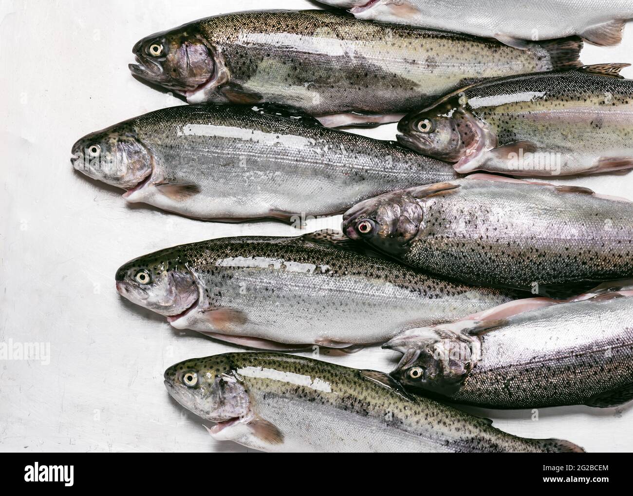 Frische rohe Regenbogenforellen auf einem Leuchtbrett. Vorbereitungen zum Kochen von köstlichem Fisch. Draufsicht. Speicherplatz kopieren. Stockfoto