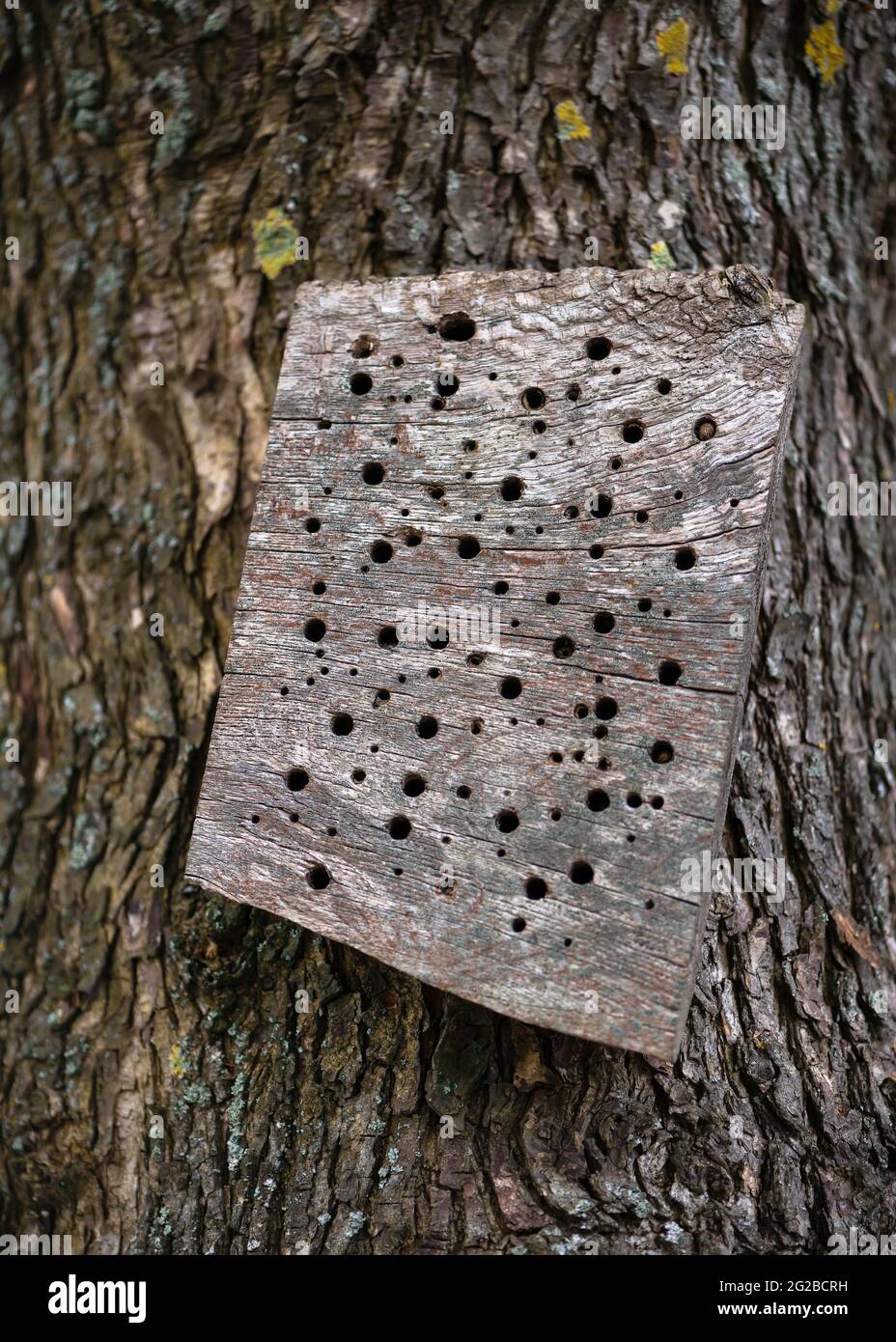 Naturinsekten- oder Bienenhotel mit kleinen Rohren im Holz zum Schutz gefährdeter Insektenarten. Stockfoto