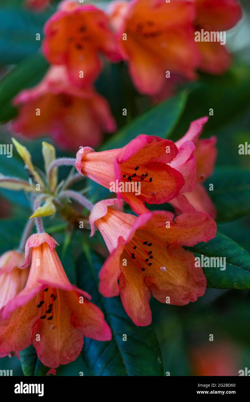 Blumenschmuck in den Gärten des Lydney Park. Ein Rhododendron und