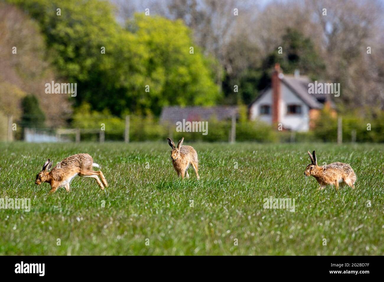 Braunhase im Frühling auf Weideland (Gruppenkurzverhalten) Stockfoto