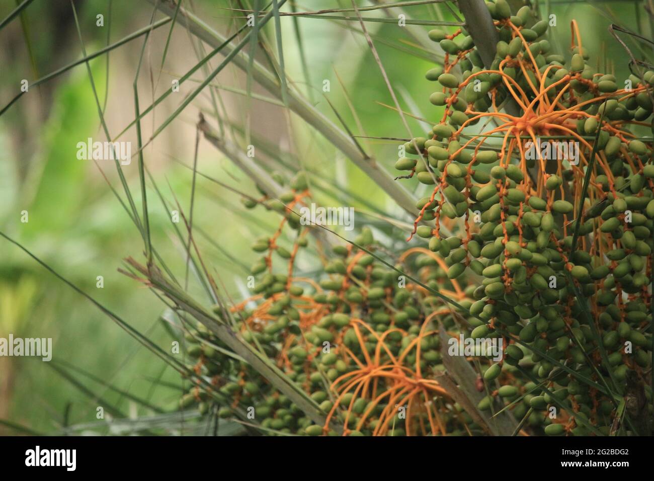 Grüne Rohdaten. Die Bilder wurden direkt vom Baum aufgenommen. Stockfoto