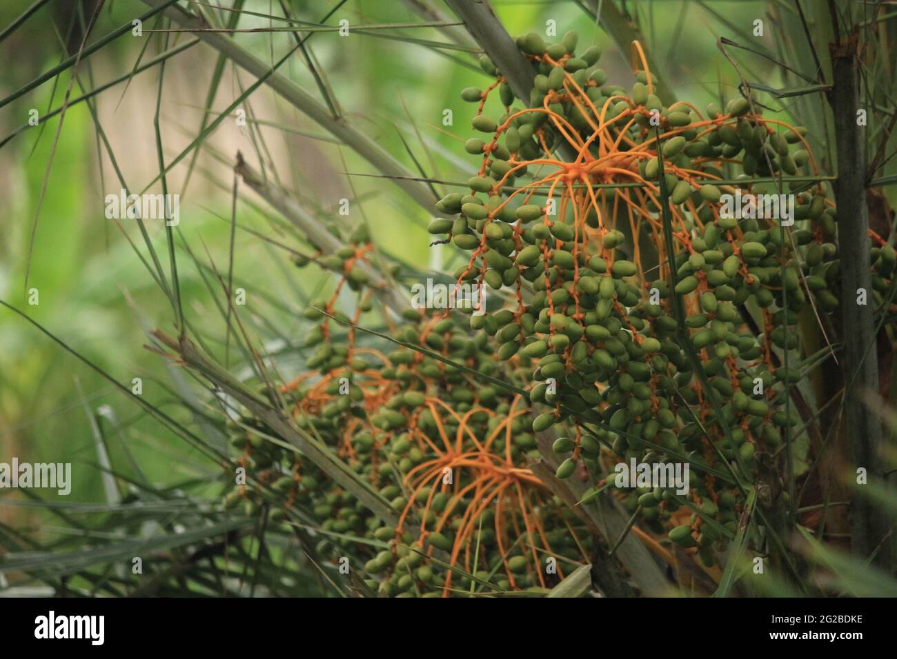 Grüne Rohdaten. Die Bilder wurden direkt vom Baum aufgenommen. Stockfoto