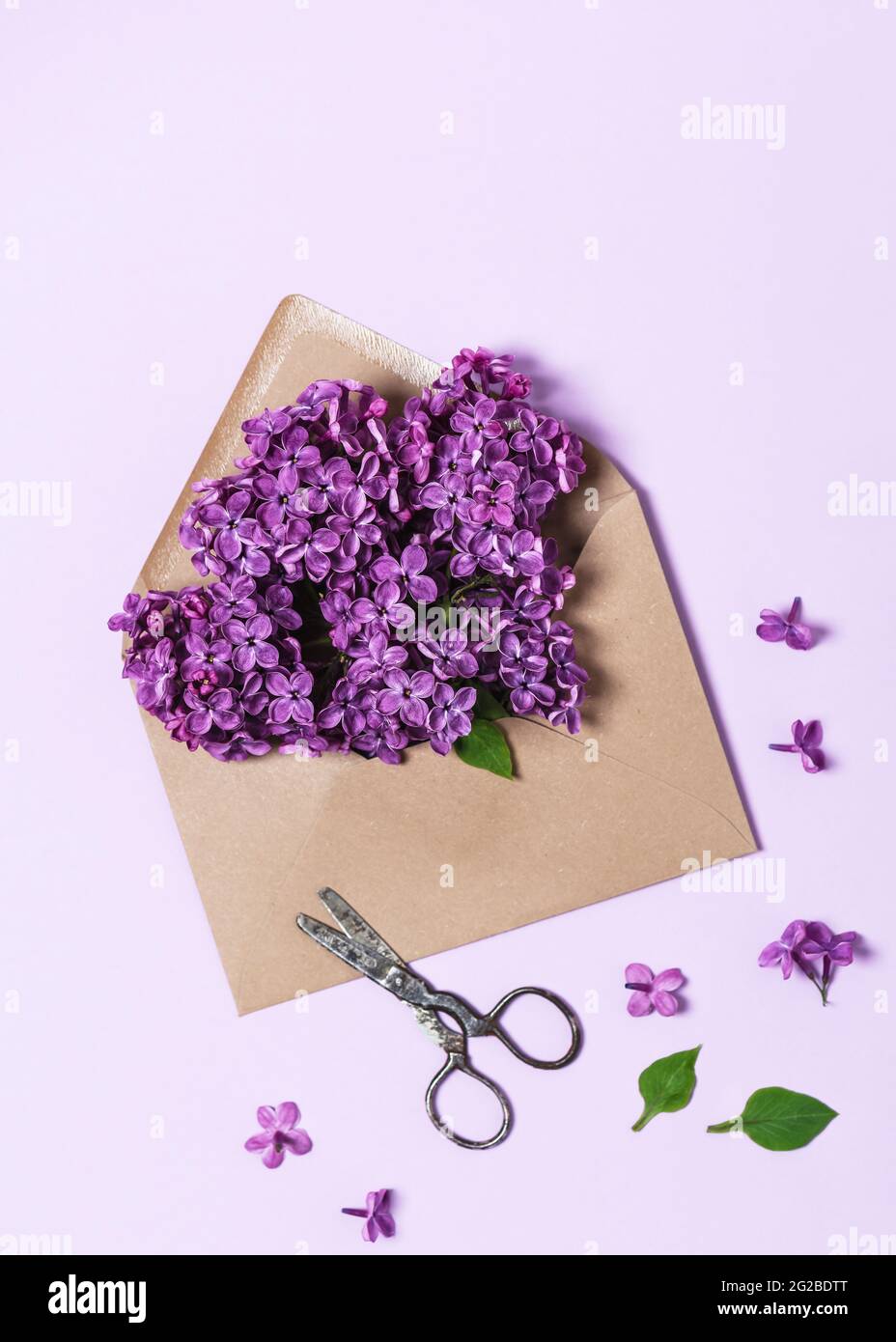Draufsicht auf Bastelumschlag mit lila Fliederzweig und rustikaler Schere auf hellviolettem Hintergrund. Stockfoto
