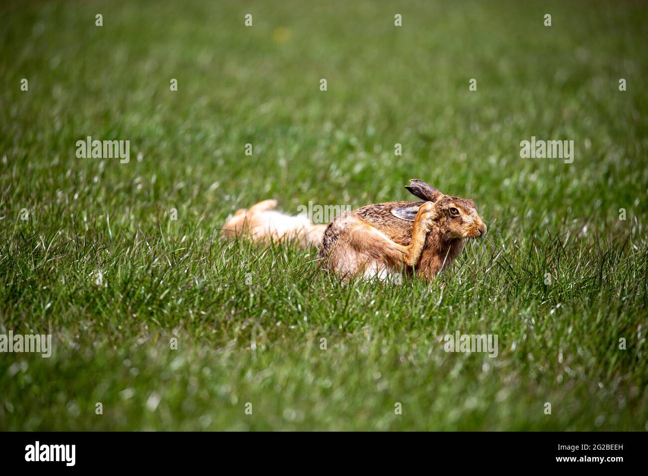 Brauner Hase auf Weideland im Frühling Stockfoto
