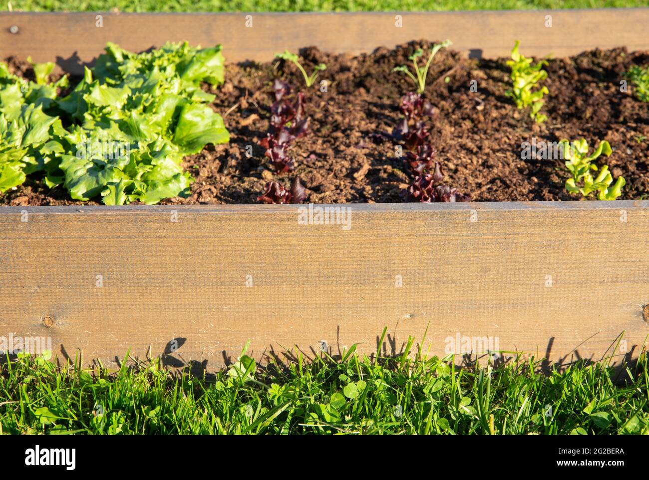 Selektiver Fokus auf wärmebehandeltes Holzhochgezogene Gartenbeet. Kisten gefüllt mit Erde und mit verschiedenen Gemüsepflanzen, die in kleinen Feldern wachsen. Stockfoto