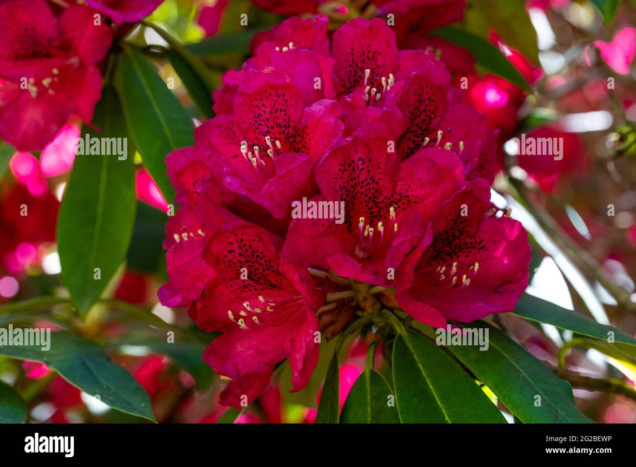 Blumenschmuck in den Gärten des Lydney Park. Ein Rhododendron und