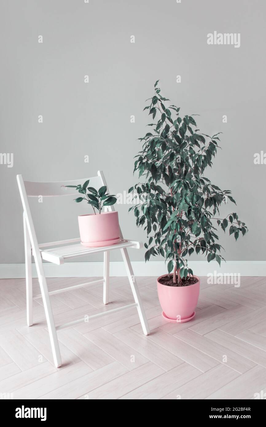 Stilvoller Raum mit zwei Blumen Ficus Bäume in rosa Töpfen und einem weißen Stuhl Hausgarten Konzept minimalistische Innenausstattung Urban Jungle Botany Hausgarten Stockfoto