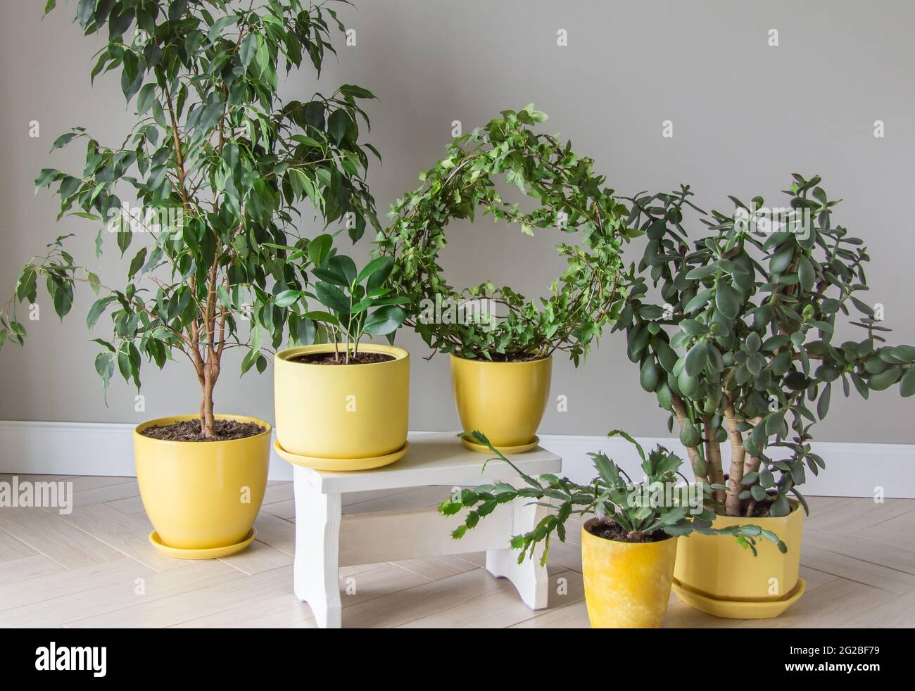 Der stilvolle Raum ist mit einer Vielzahl von modernen grünen Pflanzen in gelben Töpfen modernen Hausgarten Zusammensetzung stilvollen und minimalistischen städtischen Dschungel gefüllt Stockfoto