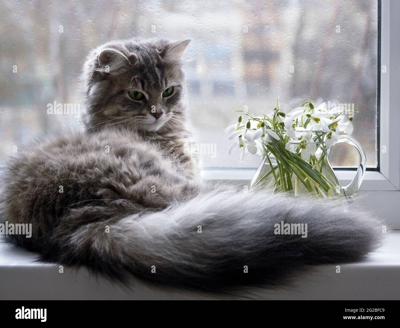 Entzückende Katze posiert auf einem Balkon mit Blumen Stockfoto