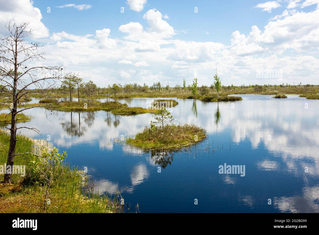 Sümpfe. Weißrussische Sümpfe sind die Lungen Europas. Ökologisches Reservat Yelnya. Stockfoto