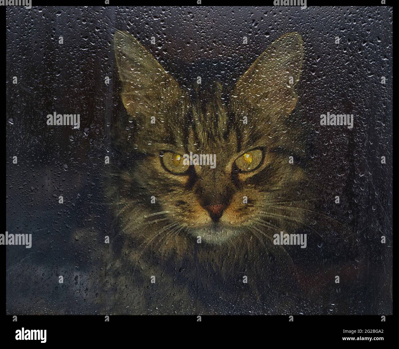 Porträt von niedlichen Kätzchen hinter nassem Glas Stockfoto