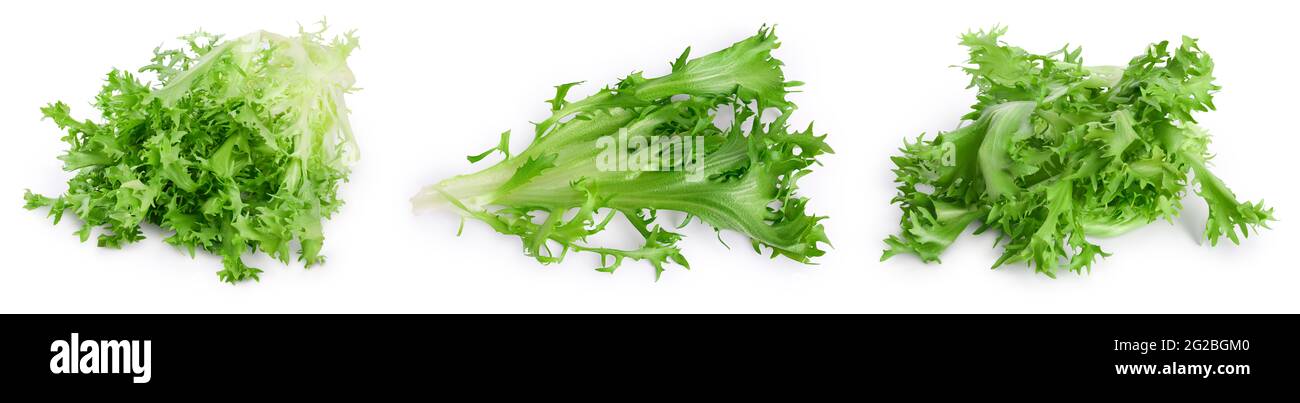Frische grüne Blätter von Endive Frisee Chicorée Salat isoliert auf weißem Hintergrund mit voller Tiefenschärfe. Set oder Collection Stockfoto