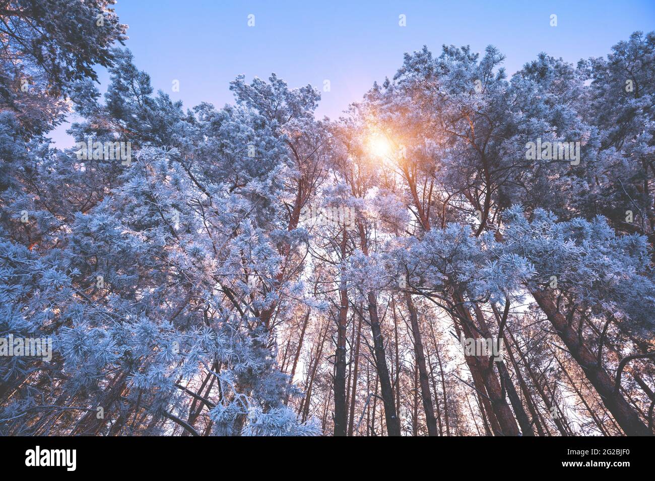 Winterwald an einem sonnigen Tag. Hohe Pinien mit Schnee bedeckt Stockfoto