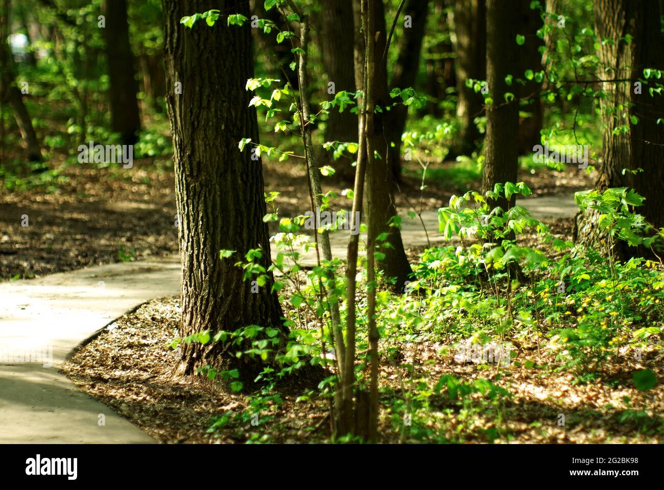 Gepflasterter Weg im Park im Frühjahr, moskau Stockfoto