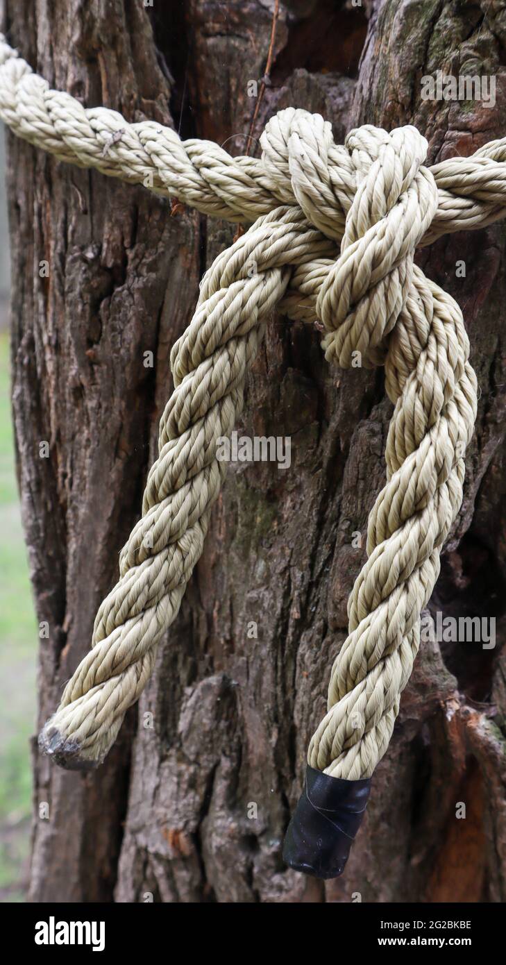Ein braunes Seil, das sicher an einen stabilen Baumstamm geknotet ist. Nahaufnahme des Knotens. Seil um den Baumstamm. Wunderbare natürliche Umgebung. Nahaufnahme Climbi Stockfoto