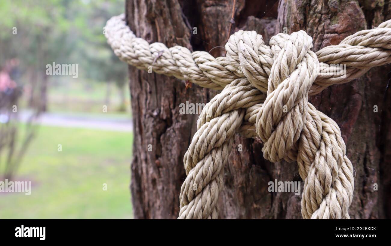 Ein braunes Seil, das sicher an einen stabilen Baumstamm geknotet ist. Nahaufnahme des Knotens. Seil um den Baumstamm. Wunderbare natürliche Umgebung. Nahaufnahme Climbi Stockfoto