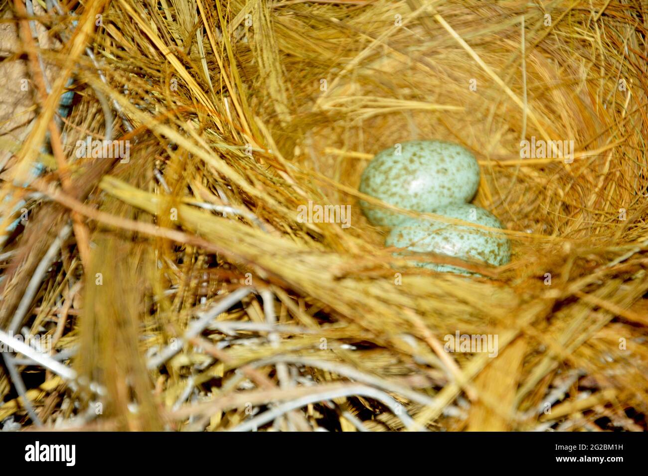 Nahaufnahme von zwei kleinen Kräheneiern in einem Vogelnest aus ReisHeu, Stroh, selektiver Fokussierung Stockfoto