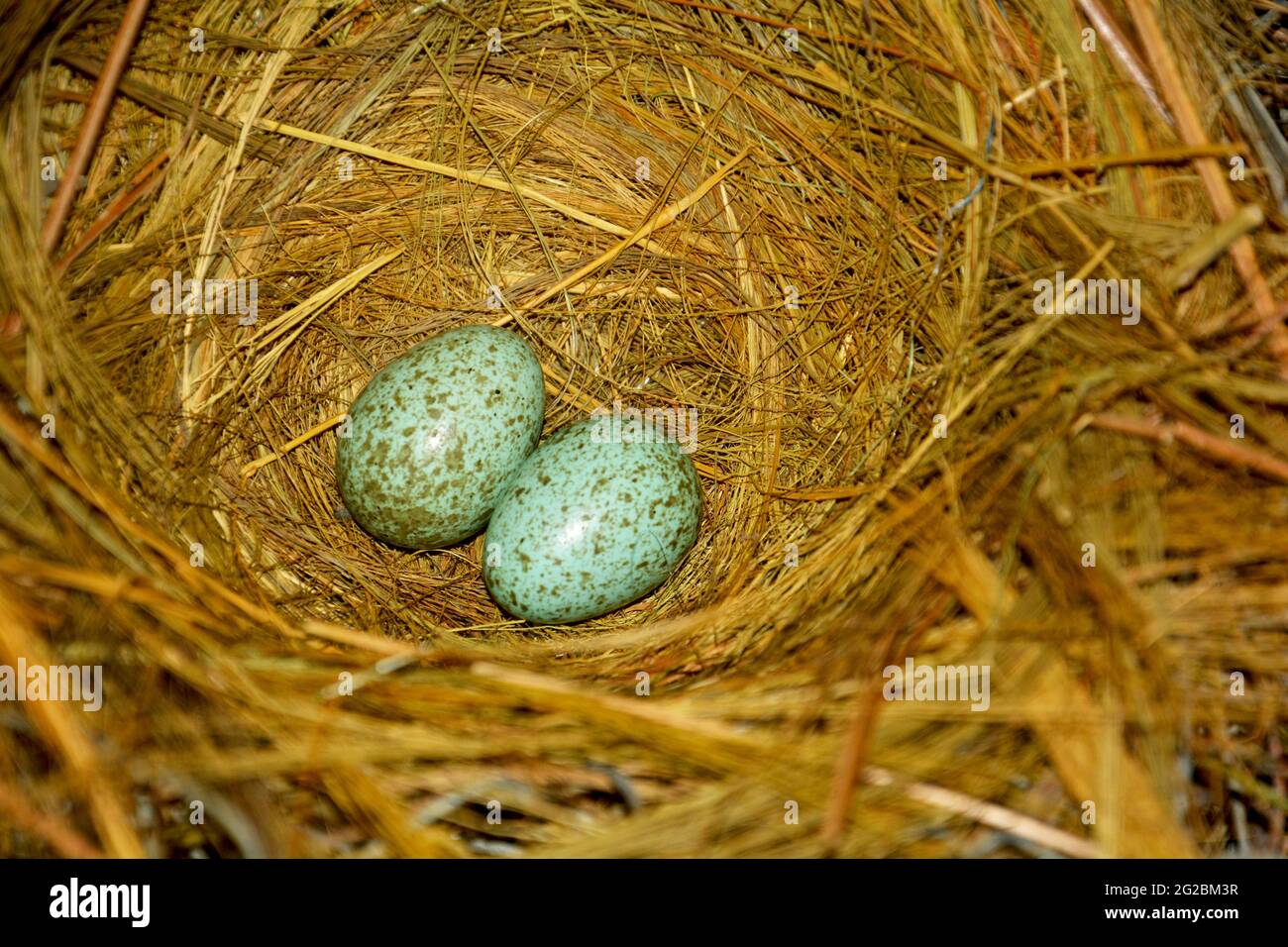Nahaufnahme von zwei kleinen Kräheneiern in einem Vogelnest aus ReisHeu, Stroh, selektiver Fokussierung Stockfoto