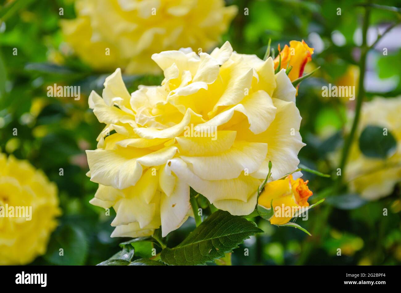 Ein gelber Rosenbusch, der in einem Wohngarten in Großbritannien blüht. Stockfoto