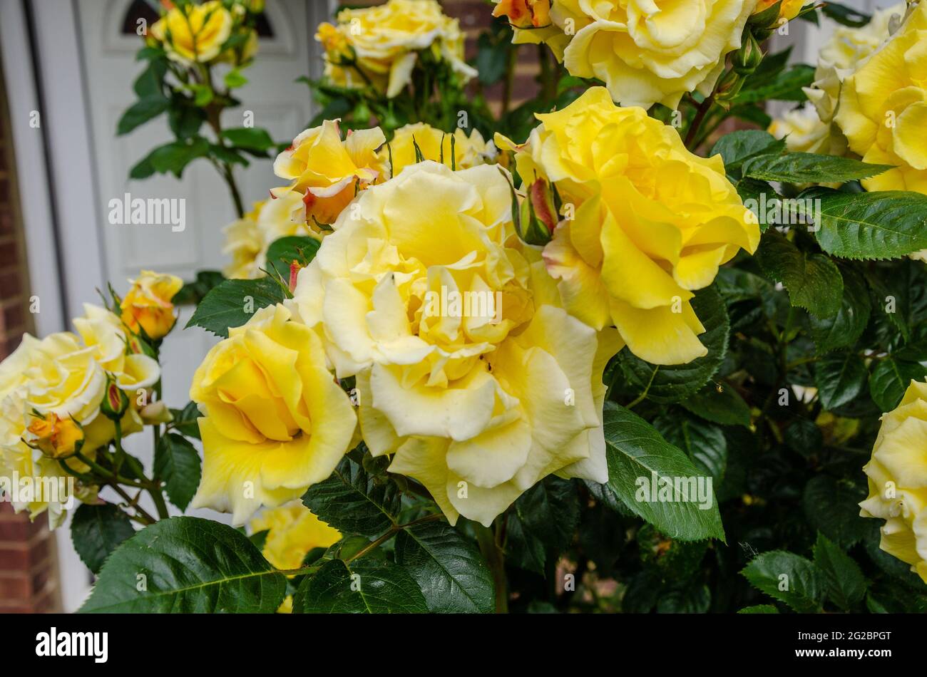 Ein gelber Rosenbusch, der in einem Wohngarten in Großbritannien blüht. Stockfoto