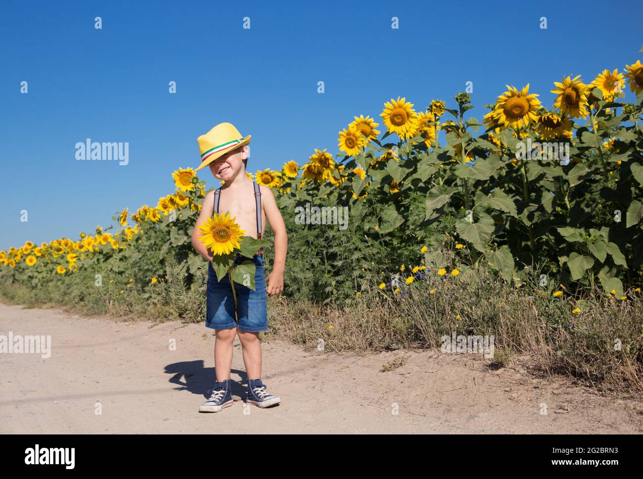 An sonnigen Sommertagen steht ein süßer Junge im Alter von 4-5 Jahren in einem gelben Hut und Shorts mit einer Sonnenblume in den Händen in der Nähe des Feldes blühender Sonnenblumen. Schönheit und Stockfoto