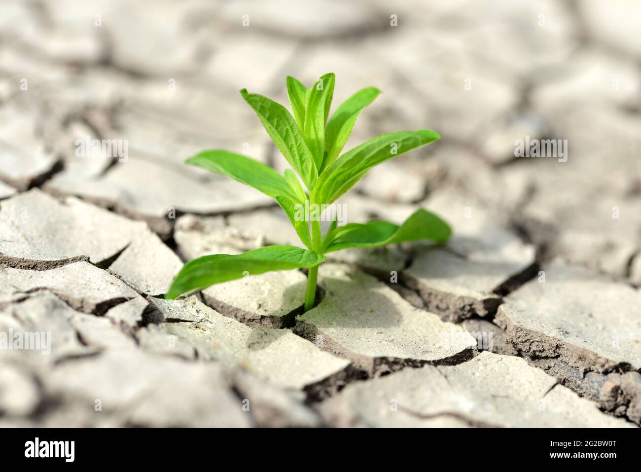 Kleine Pflanze, die aus getrockneten rissigen Böden wächst. Neues Lebenskonzept. Stockfoto