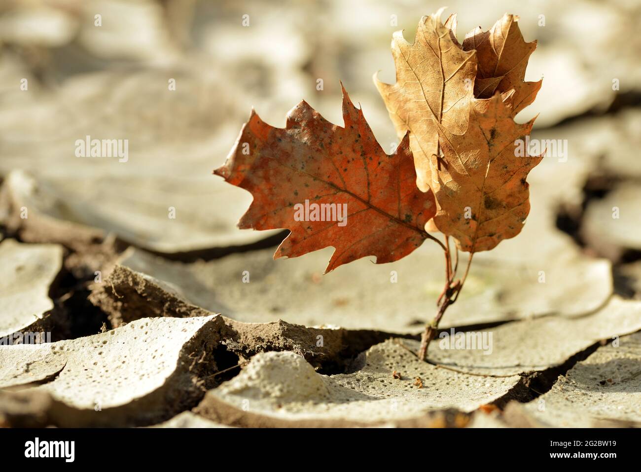 Getrocknete Pflanze in trockenem rissiger Erde. Tote Natur. Konzept der globalen Erwärmung. Stockfoto