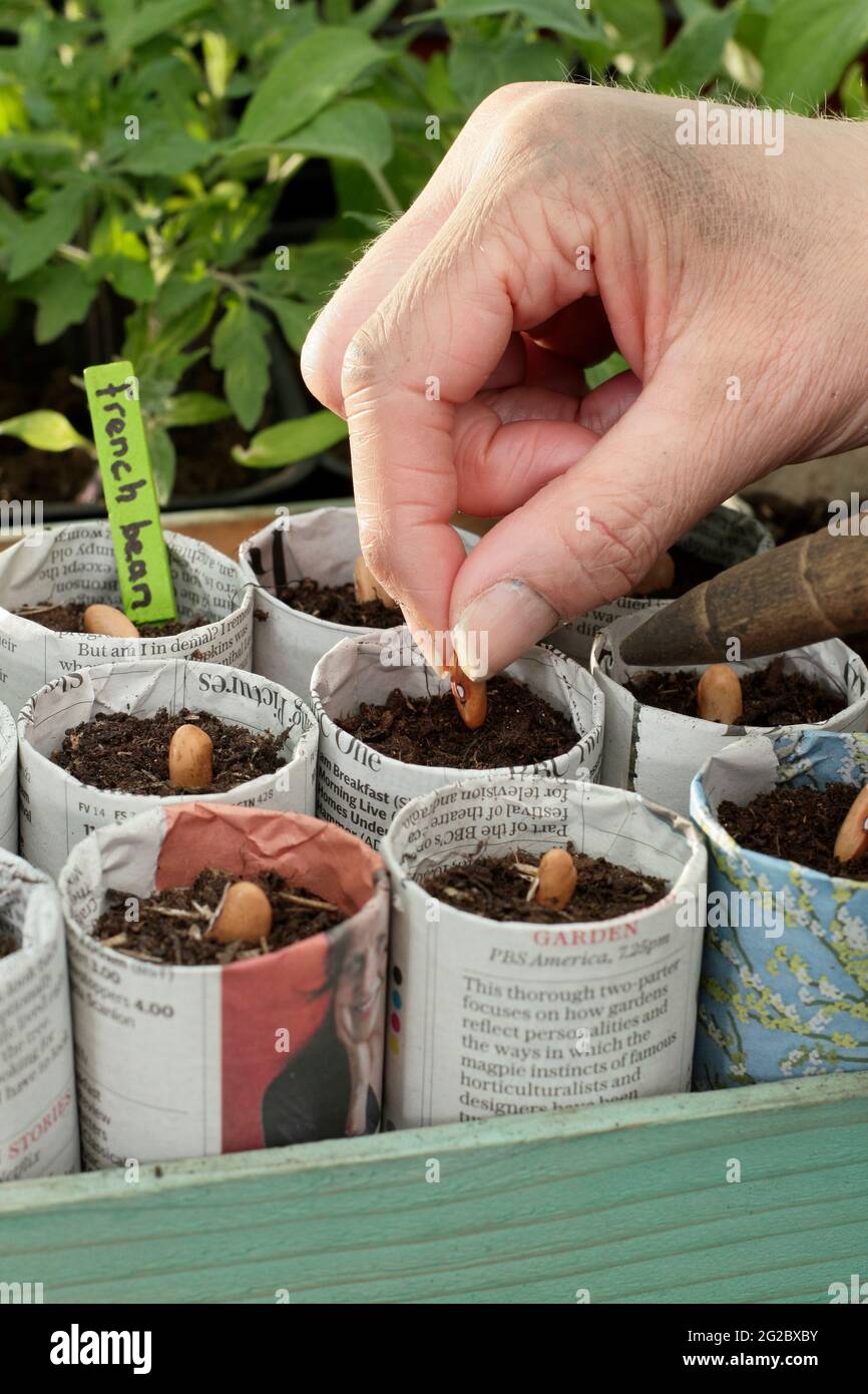 Aussaat von französischen Bohnen in Papiertöpfen. Frau, die „Violet Podded“ kletternde französische Bohnen - Phaseolus vulgaris - in Pflanzentöpfen aussaat, die in Zeitungen gestaltet wurden. VEREINIGTES KÖNIGREICH Stockfoto