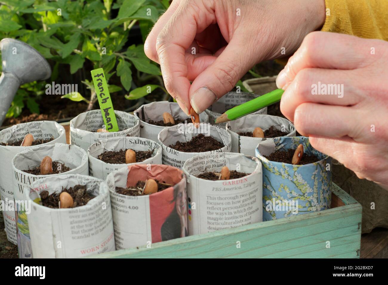 Aussaat von französischen Bohnen in Papiertöpfen. Frau, die „Violet Podded“ kletternde französische Bohnen - Phaseolus vulgaris - in Pflanzentöpfen aussaat, die in Zeitungen gestaltet wurden. VEREINIGTES KÖNIGREICH Stockfoto
