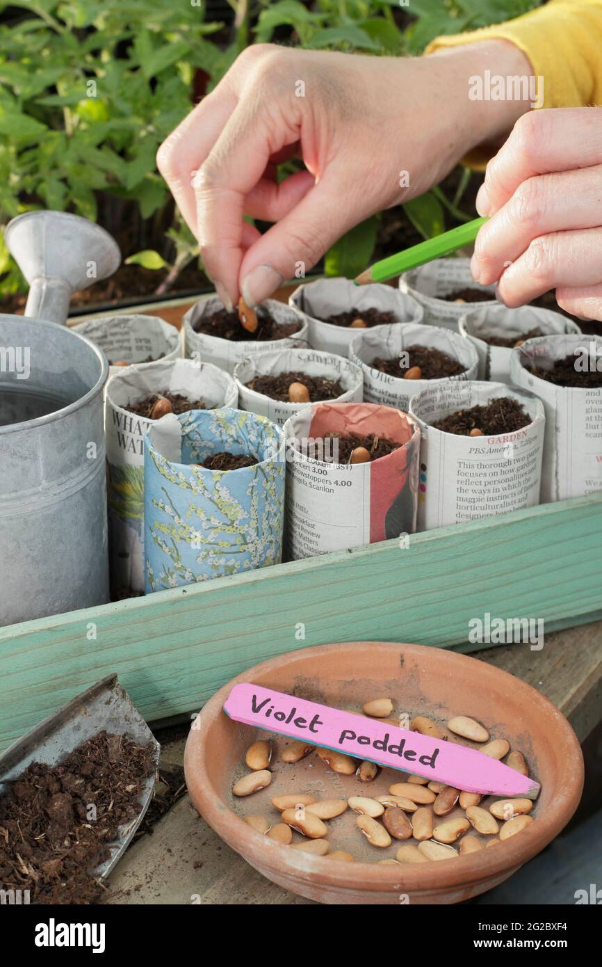 Aussaat von französischen Bohnen in Papiertöpfen. Frau, die „Violet Podded“ kletternde französische Bohnen - Phaseolus vulgaris - in Pflanzentöpfen aussaat, die in Zeitungen gestaltet wurden. VEREINIGTES KÖNIGREICH Stockfoto