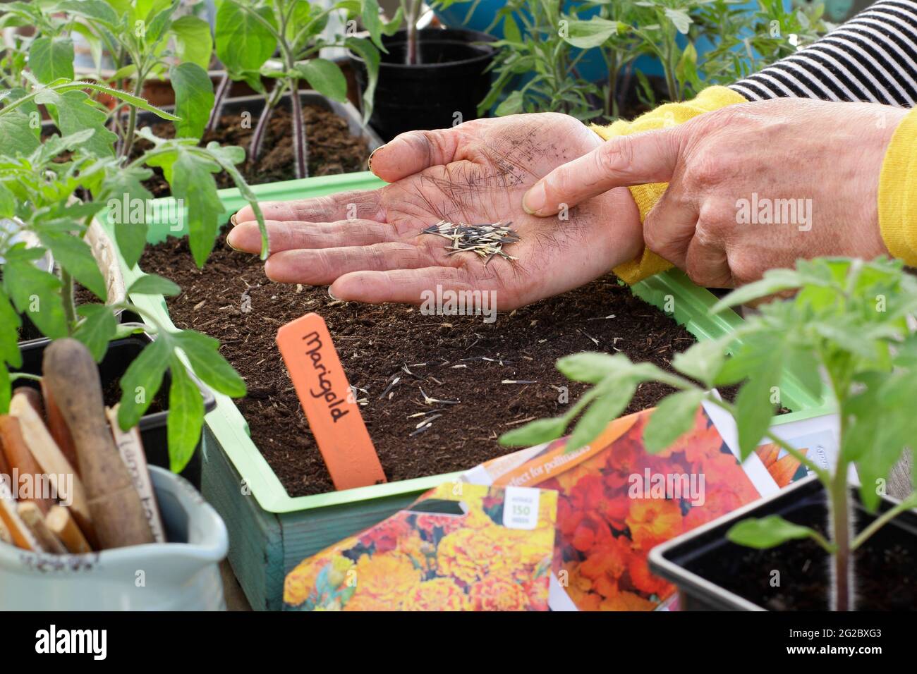 Aussaat von französischen Ringelblumen in ein Tablett. Start von französischen Ringelblumen (Tagetes patula) Zwerg Doppelte gemischte Samen in einem Tablett UK Stockfoto