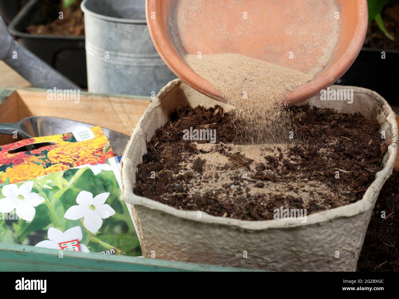 Feine Blumensamen, gemischt mit Gartenbausand, um eine gleichmäßige Verteilung vor der Aussaat in ein Tablett zu unterstützen - Nicotiana x Sanderae 'Fragrant Cloud' Stockfoto