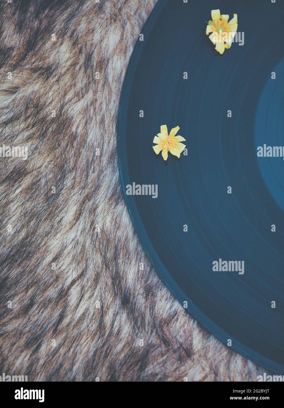 Gelbe Blumen auf vintage Vinyl Platte auf Kunstpelz Hintergrund. Konzept von Nostalgie, Textur, Vintage, weich, Stockfoto