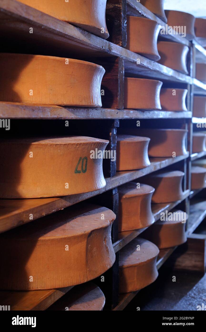 FRANKREICH, SAVOIE (73) HAUTE MAURIENNE, NATIONALPARK VANOISE, DORF BESSANS, BEAUFORT IM KÄSEKELLER DER CHEESEMONGERY VON BESSANS Stockfoto