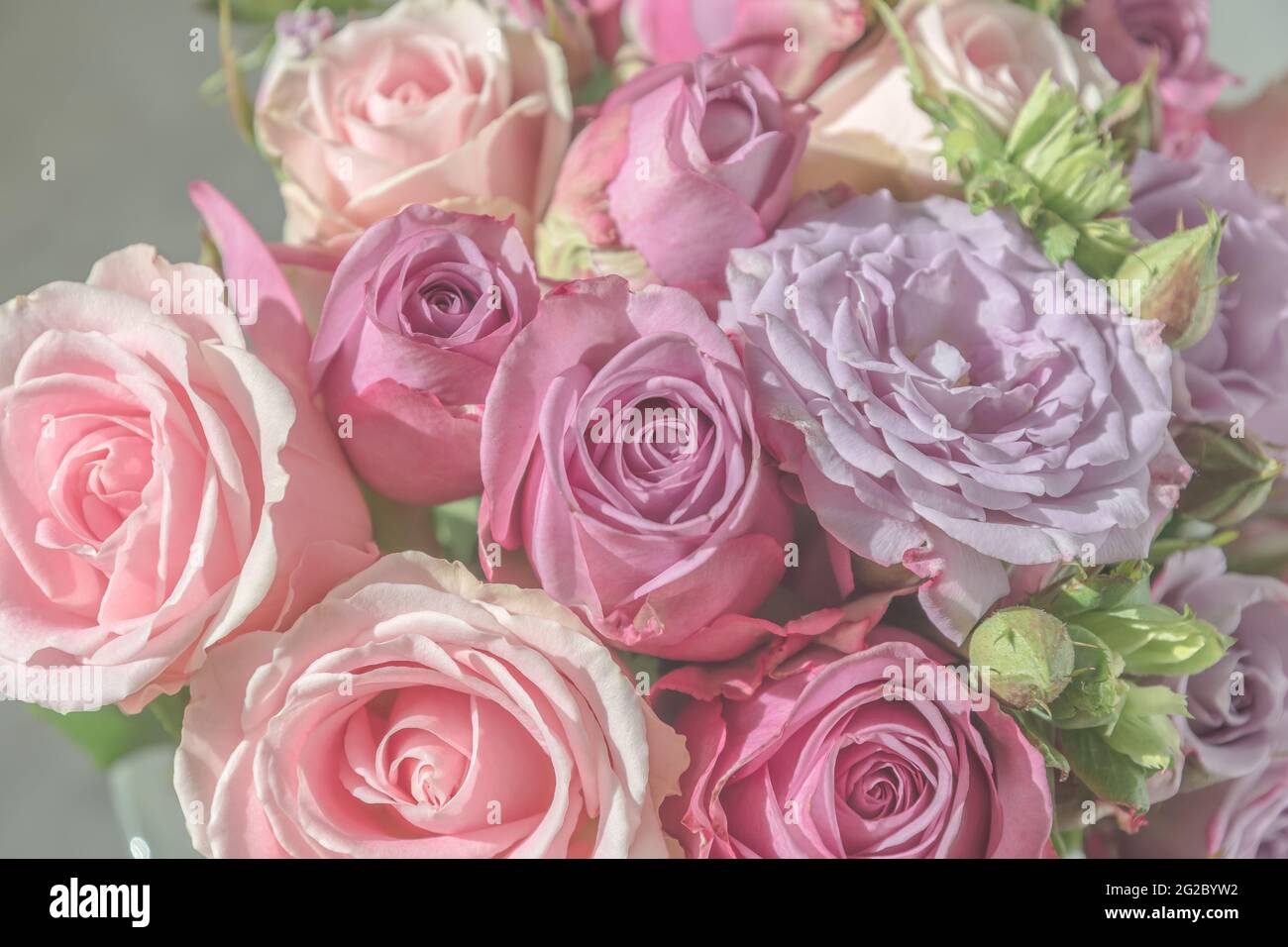 Bouquet von pastellfarbenen rosa und lila Rosen, Nahaufnahme Stockfoto