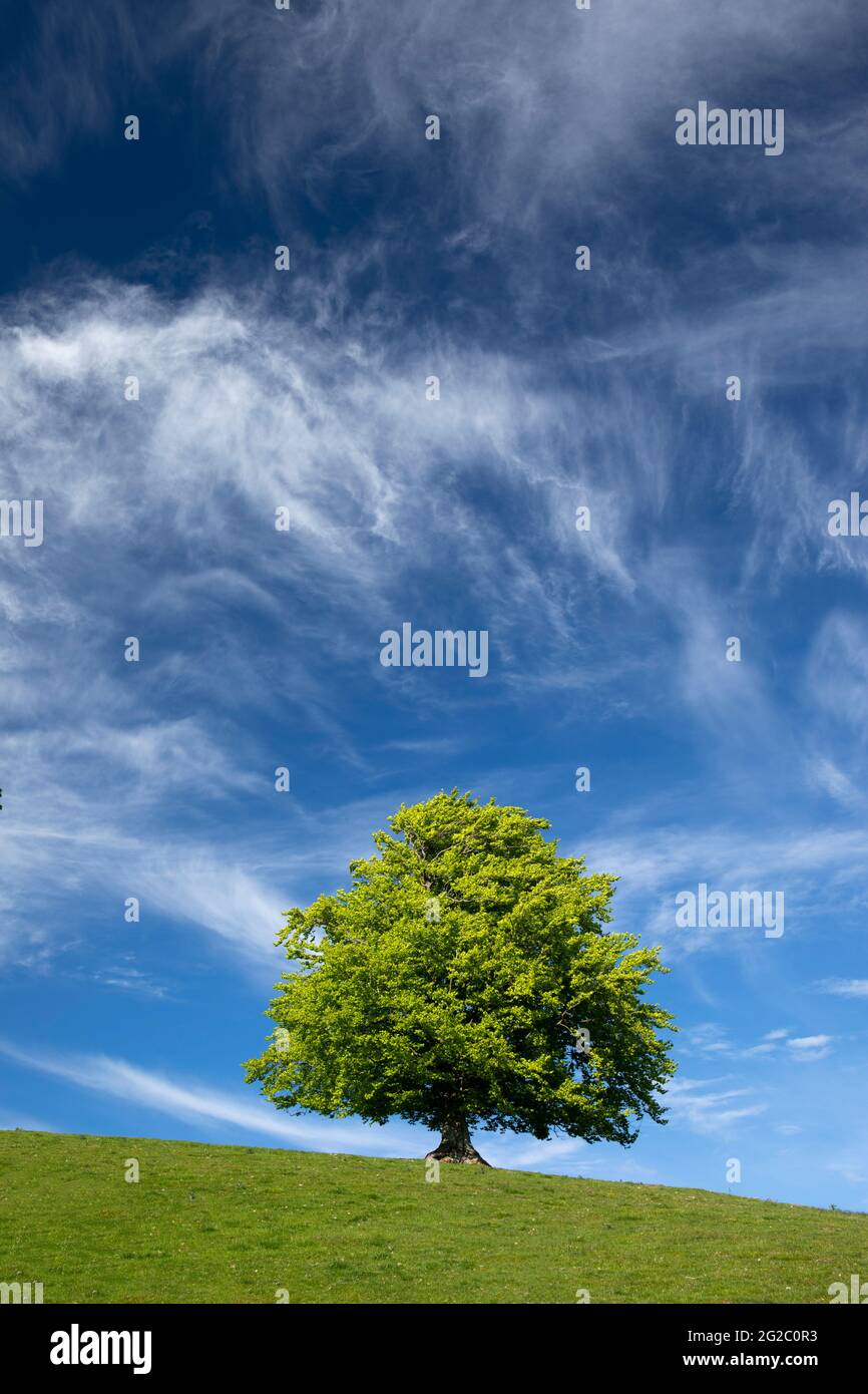 Einzelner Baum auf einem Hügel in Askrigg, Wensleydale, Yorkshire Dales, Großbritannien Stockfoto