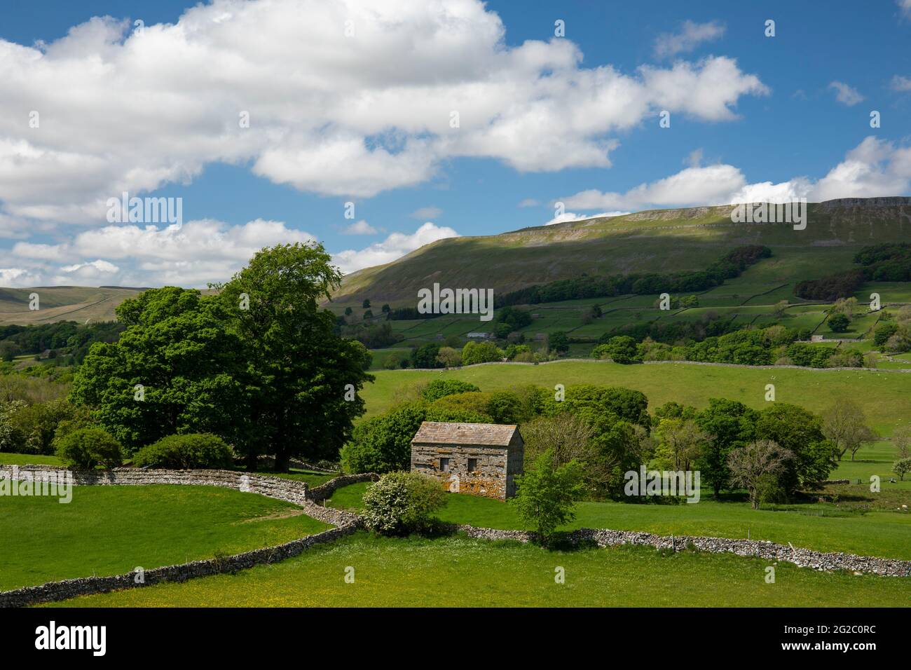 Traditionelle Steinfeldscheune und Trockensteinmauern mit Blick auf den lieblich gelegenen Seat in der Nähe von Hawes, Wensleydale, Yorkshire Dales, Großbritannien Stockfoto