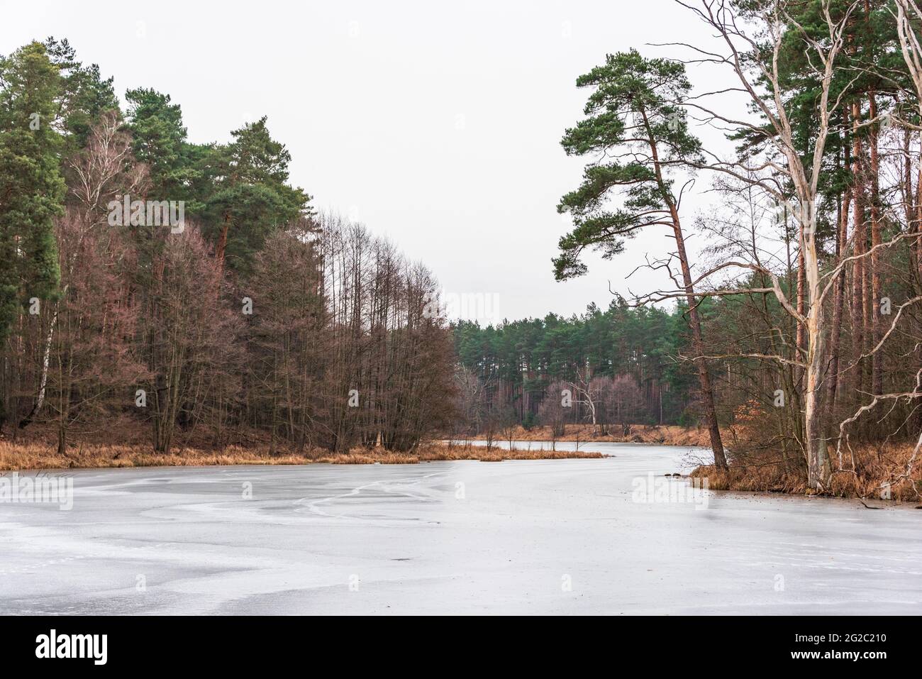 Ein gefrorener, eisbedeckter, gewundener Fluss, der durch einen Winterwald fließt. Grüne Kiefern, braune Büsche und Zweige ragen aus dem Eis. Winterwald Stockfoto