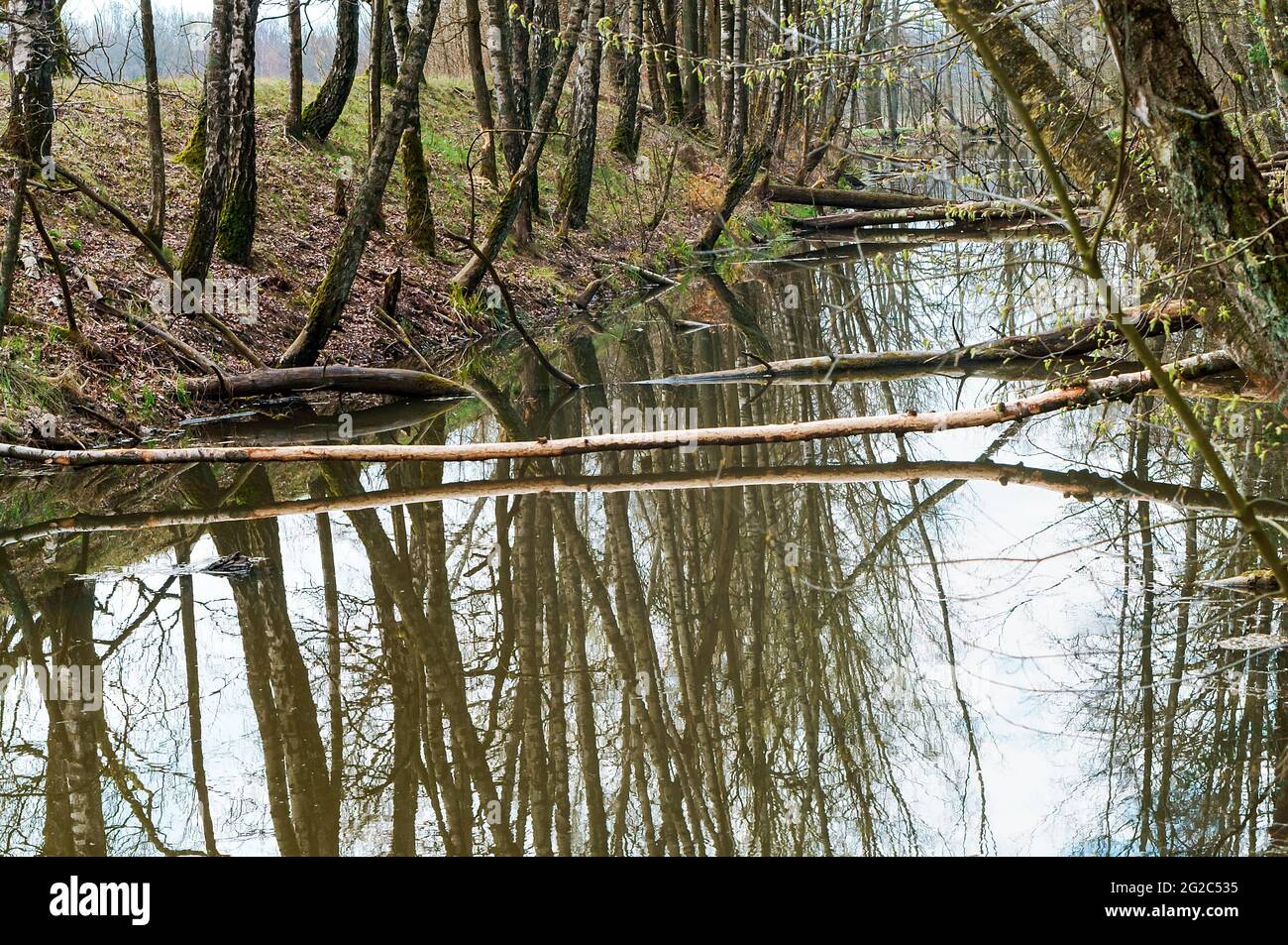 Der Fluss ist übersät mit Bäumen. Waldteich. In die Flussbäume gefallen. Stockfoto