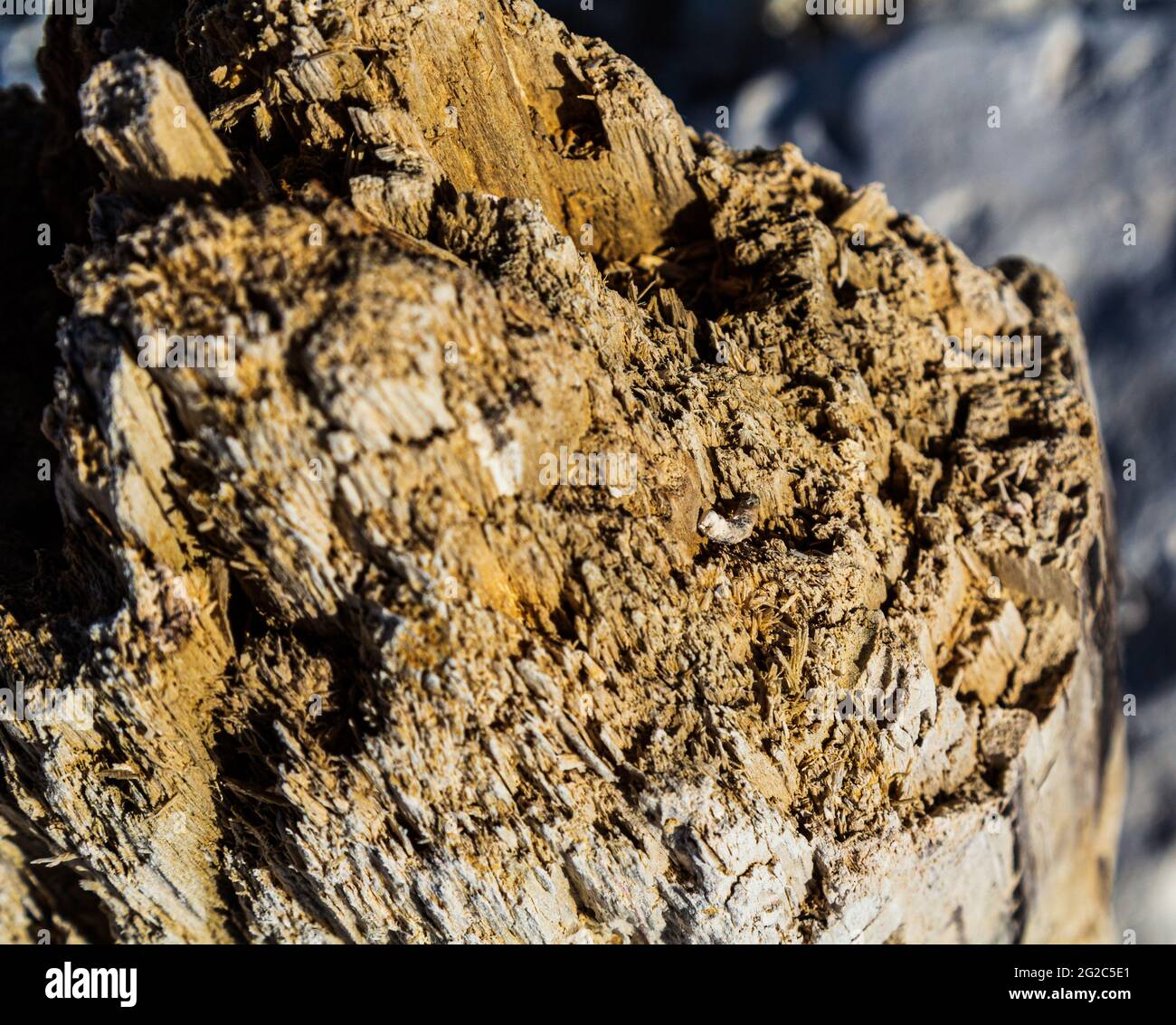 Altes Holz. Faules Holz. Holz nach Insekten. Alter Stumpf. Stockfoto