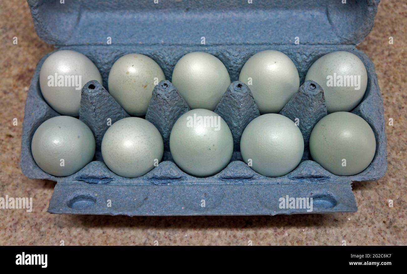 Zehn blaue Hühnereier auf Karton Stockfoto