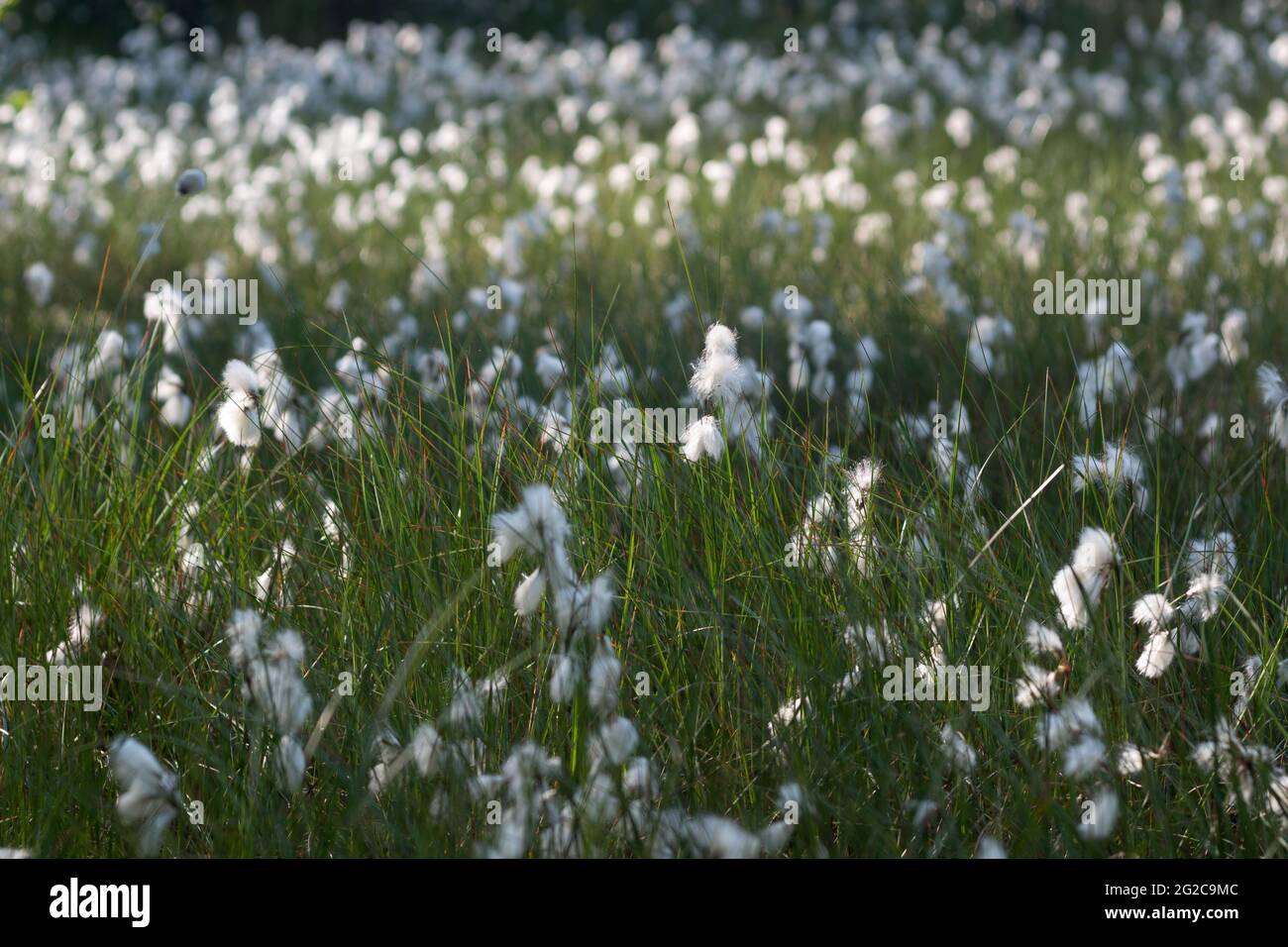 Blühendes gewöhnliches Baumwollgras (Eriophorum angustifolium) auf einer feuchten Waldwiese Stockfoto