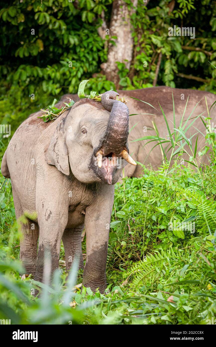 Borneo Pygmy Elefant (Elephas maximus borneensis), Baby isst im Dschungel, Regenwald von Borneo. Kinabatang River, Borneo, Asien Stockfoto