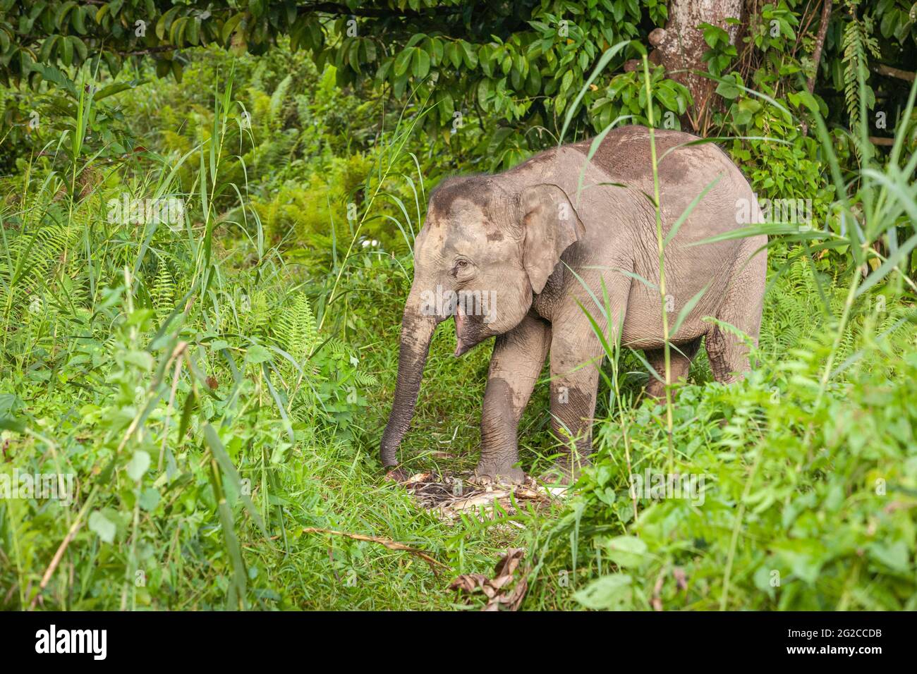 Borneo-Pygmäen-Elefanten (Elephas maximus borneensis), die im Dschungel von Borneo essen. Kinabatang River, Borneo, Asien Stockfoto