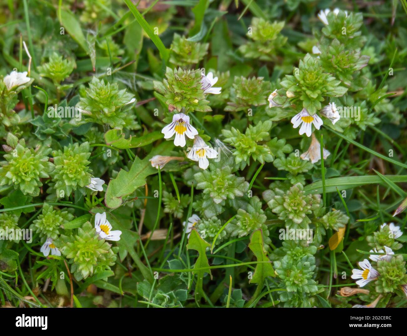 Augentropfe, auch bekannt als „eufhrasia officinalis“. Heilpflanze. Stockfoto