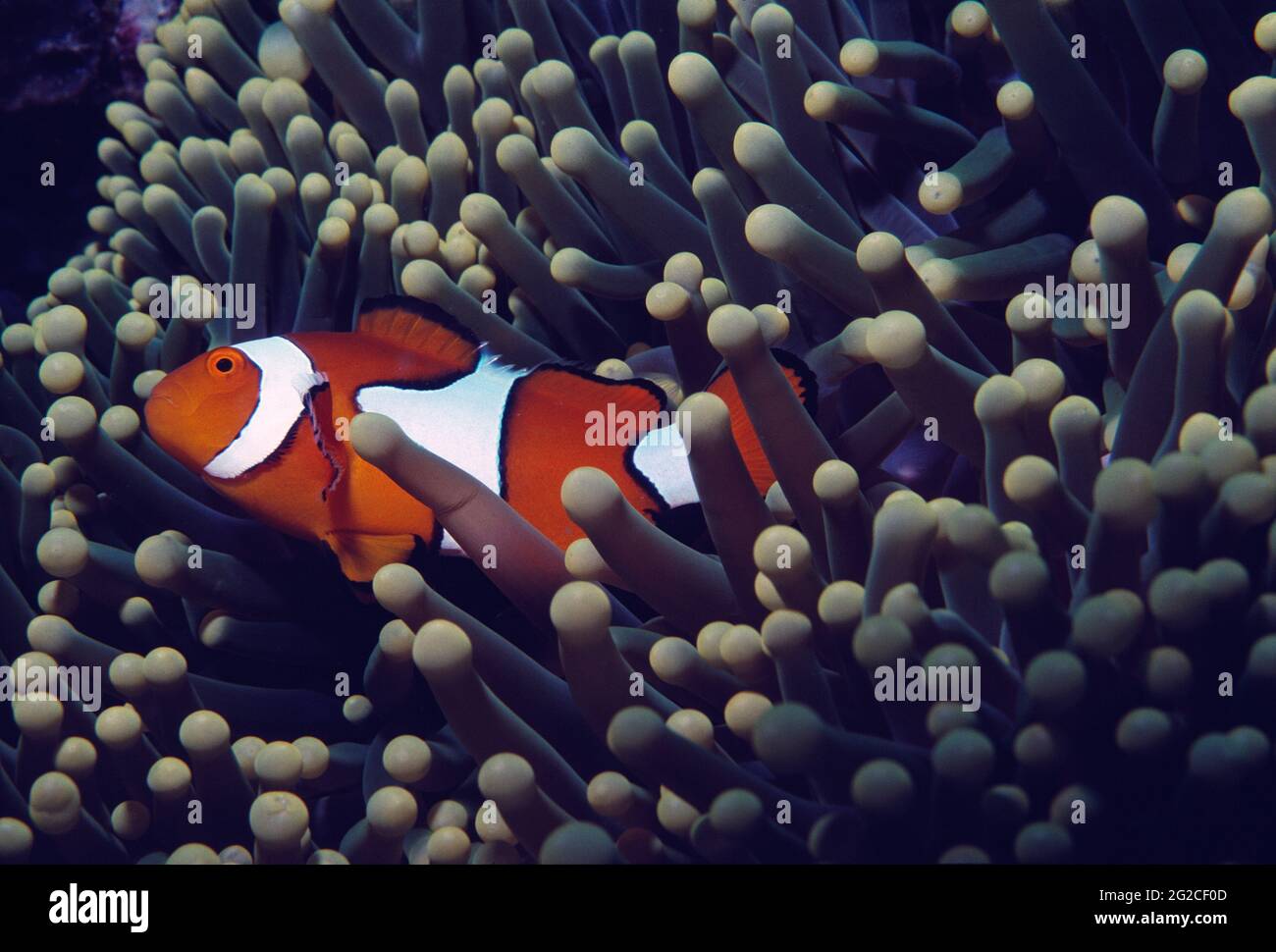 Papua-Neuguinea. Unterwasserwelt. Clownfische (Amphiprion ocellaris) in Anemone. Stockfoto
