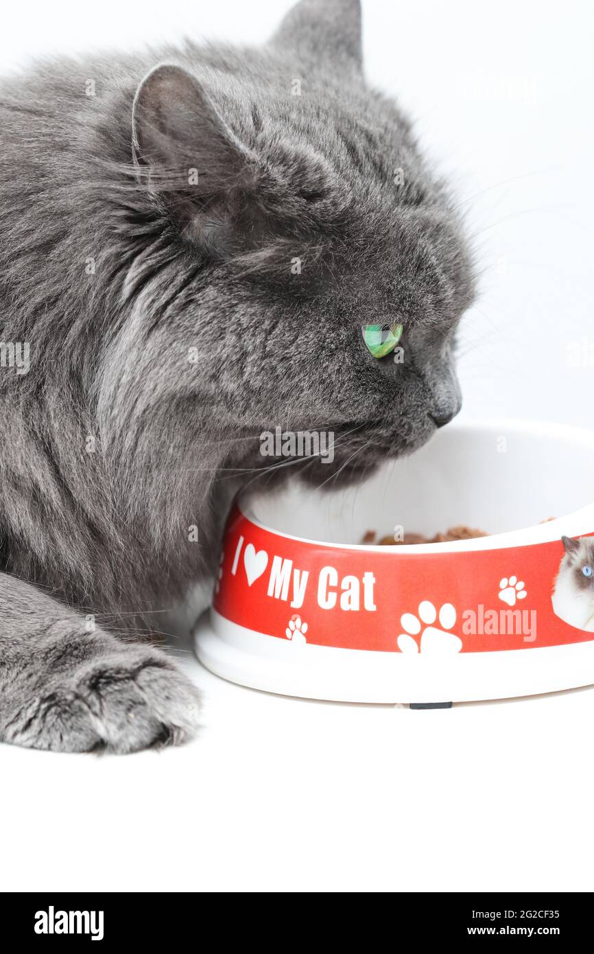 Lange Haare blau britische weibliche Katze essen Katzenfutter aus der Schüssel Stockfoto