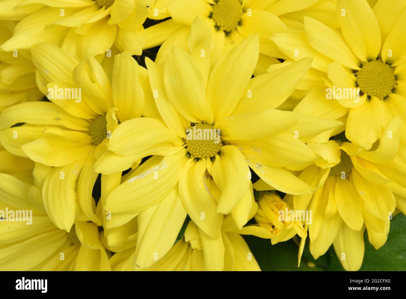 Hintergrund von gelben Blüten der Chrysantheme (Chrysantheme indicum). Garten Topfpflanze im Frühjahr. Stockfoto